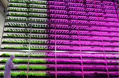 中日荷“植物工廠”啟示錄 科技賦能，新鮮蔬菜開啟未來農(nóng)業(yè)新篇章